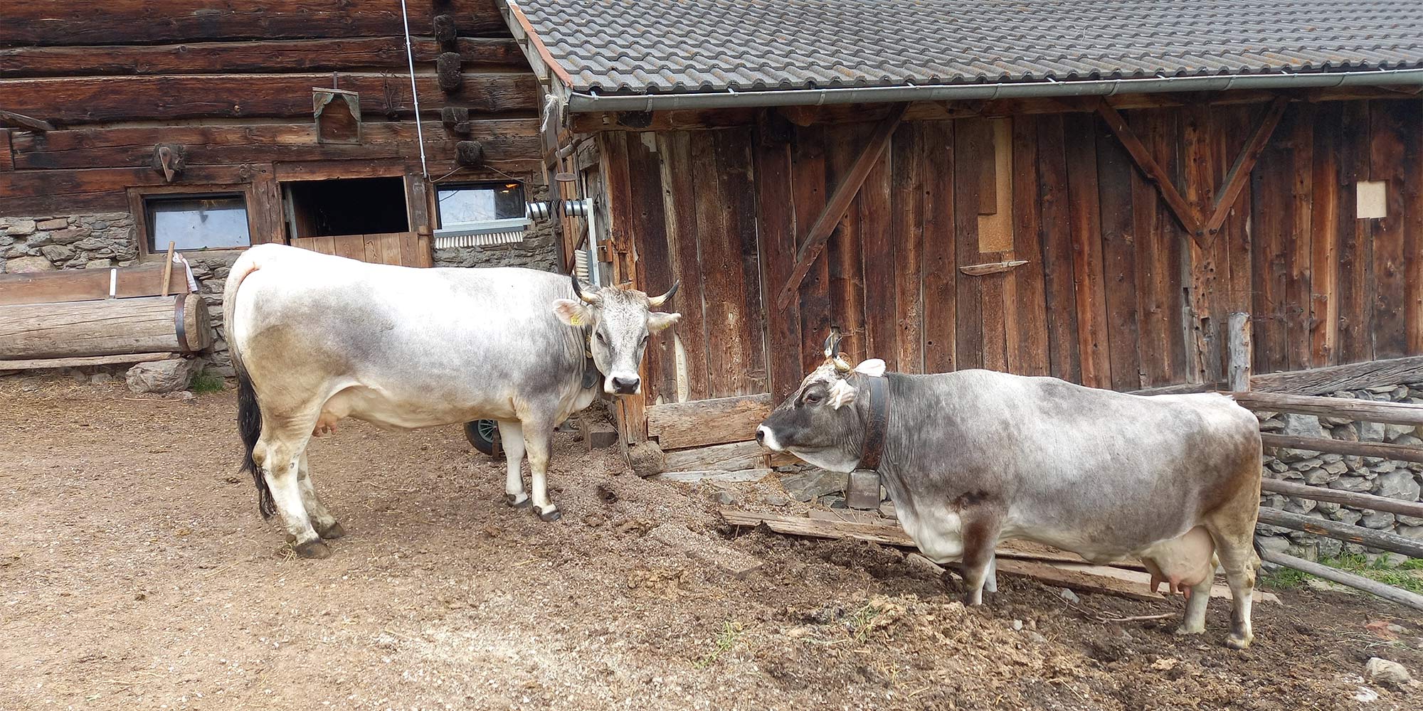 Tiere am Montferthof